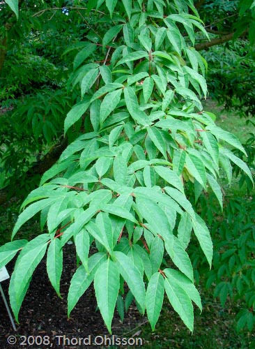 Acer mandshuricum